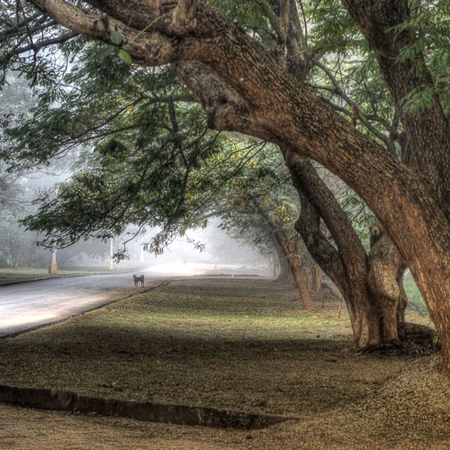 A tree-lined avenue inside the NIT Rourkela campus