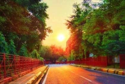 Tree-lined approach road on the SGPGIMS Raebareli Road campus in Lucknow